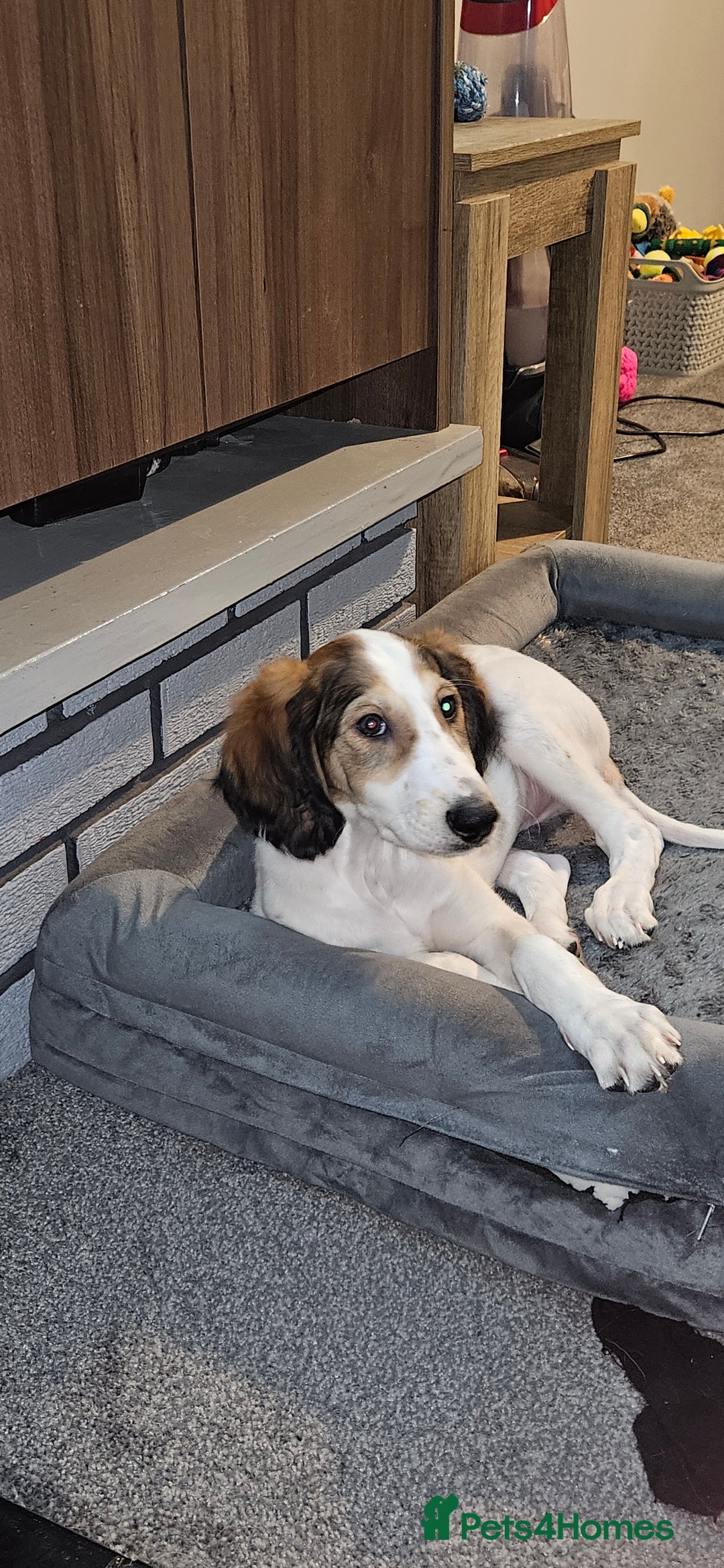Saluki dogs for sale: Reduced registered saluki pup - Advert 9
