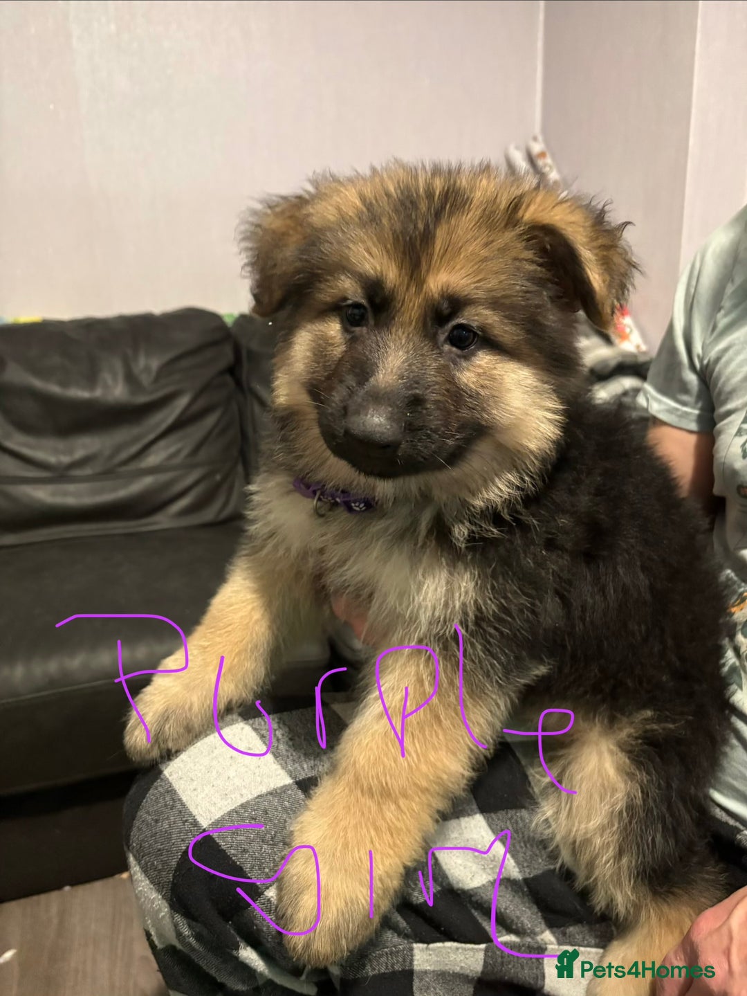 Mixed Breed dogs for sale: 4 stunning German shepherd pups for sale ready now - Advert 4