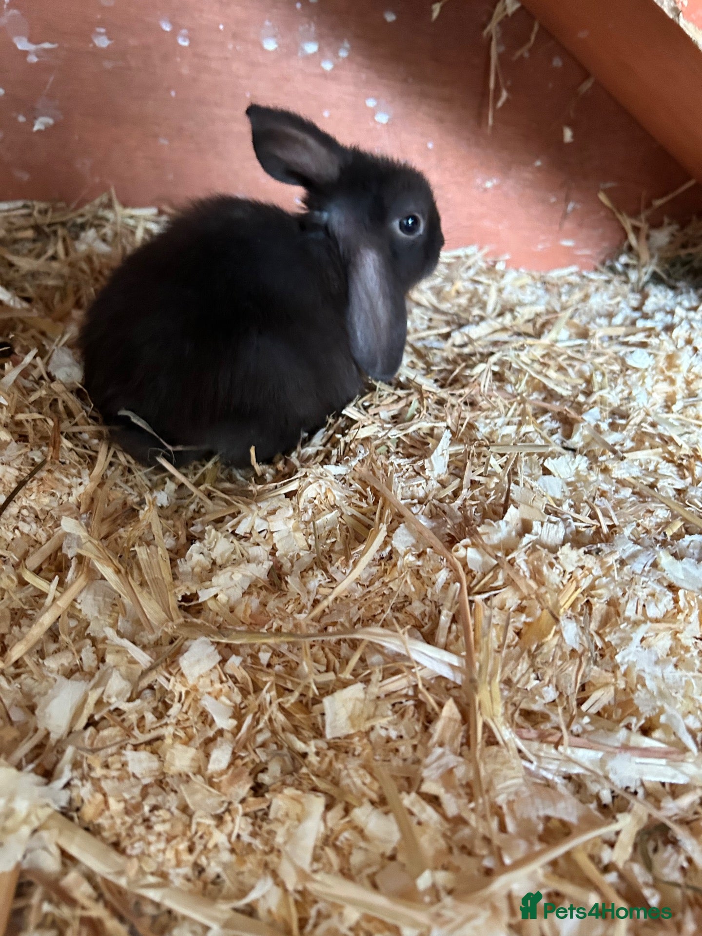 Mixed Breed rabbits 2 brown male lops READY NOW - Advert 4