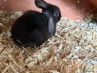 Mixed Breed rabbits 2 brown male lops READY NOW - Advert 4