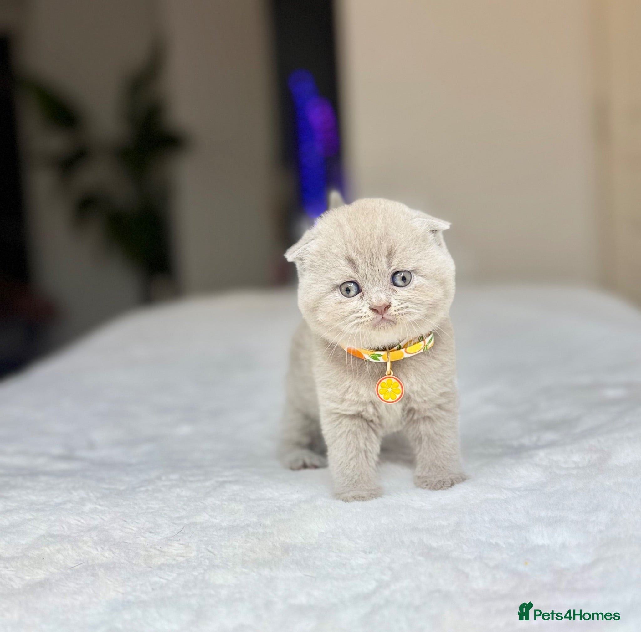 Scottish Fold cats Scottish fold - Advert 1