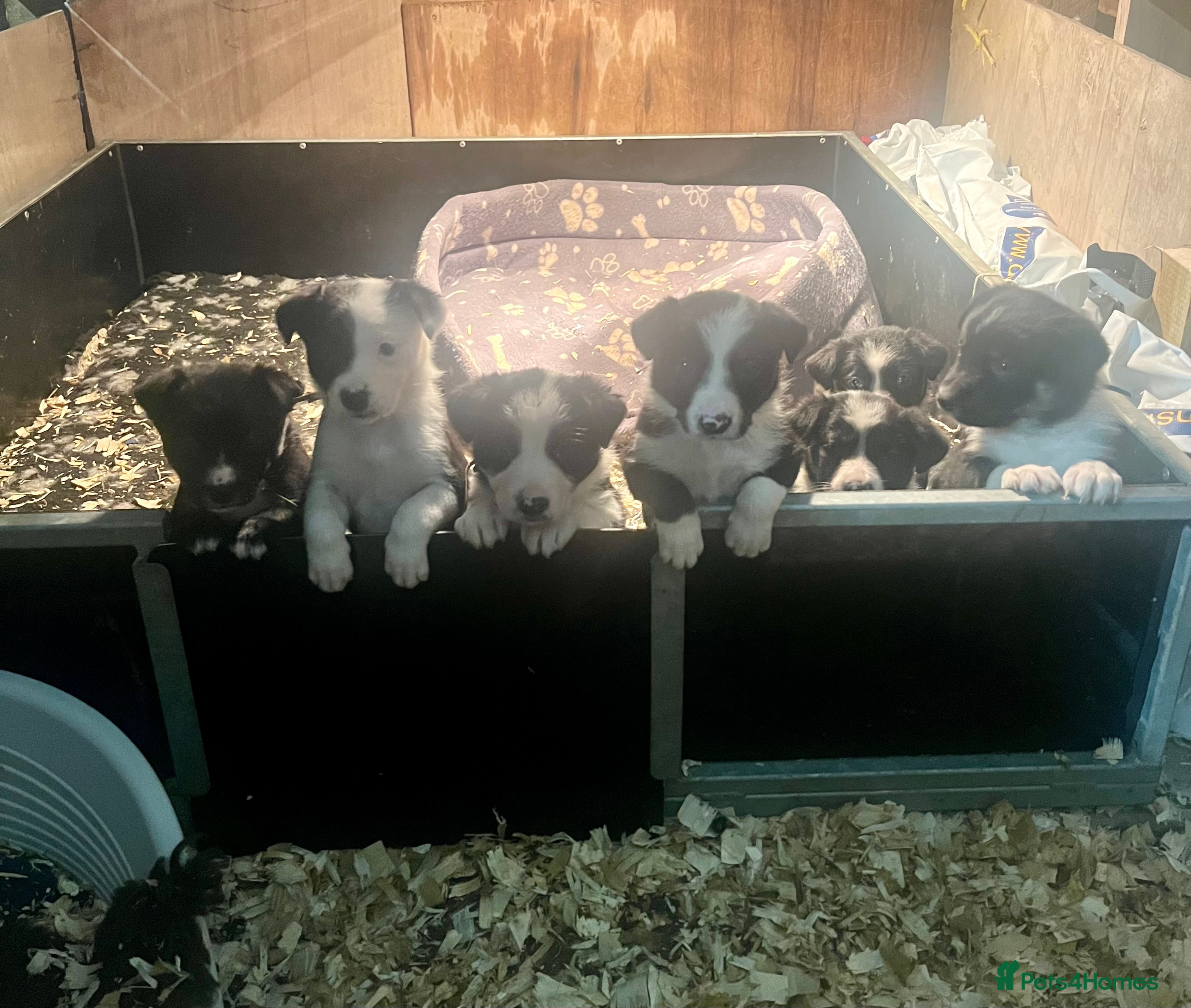 Border Collie dogs Collie pups for sale  - Advert 6