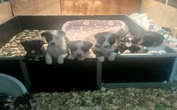Border Collie dogs for sale: Collie pups for sale  - Image 1