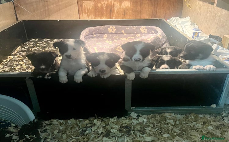 Border Collie dogs - Advert 1