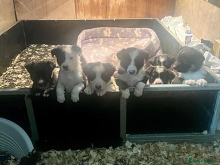 Border Collie dogs - Advert 21