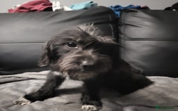 Mixed Breed dogs for sale:  Lower price  Lovely girls labrador x shit shu    in Doncaster - Image 14