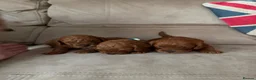 Cavapoo dogs for sale: Cavapoo puppies for sale  - Advert 2