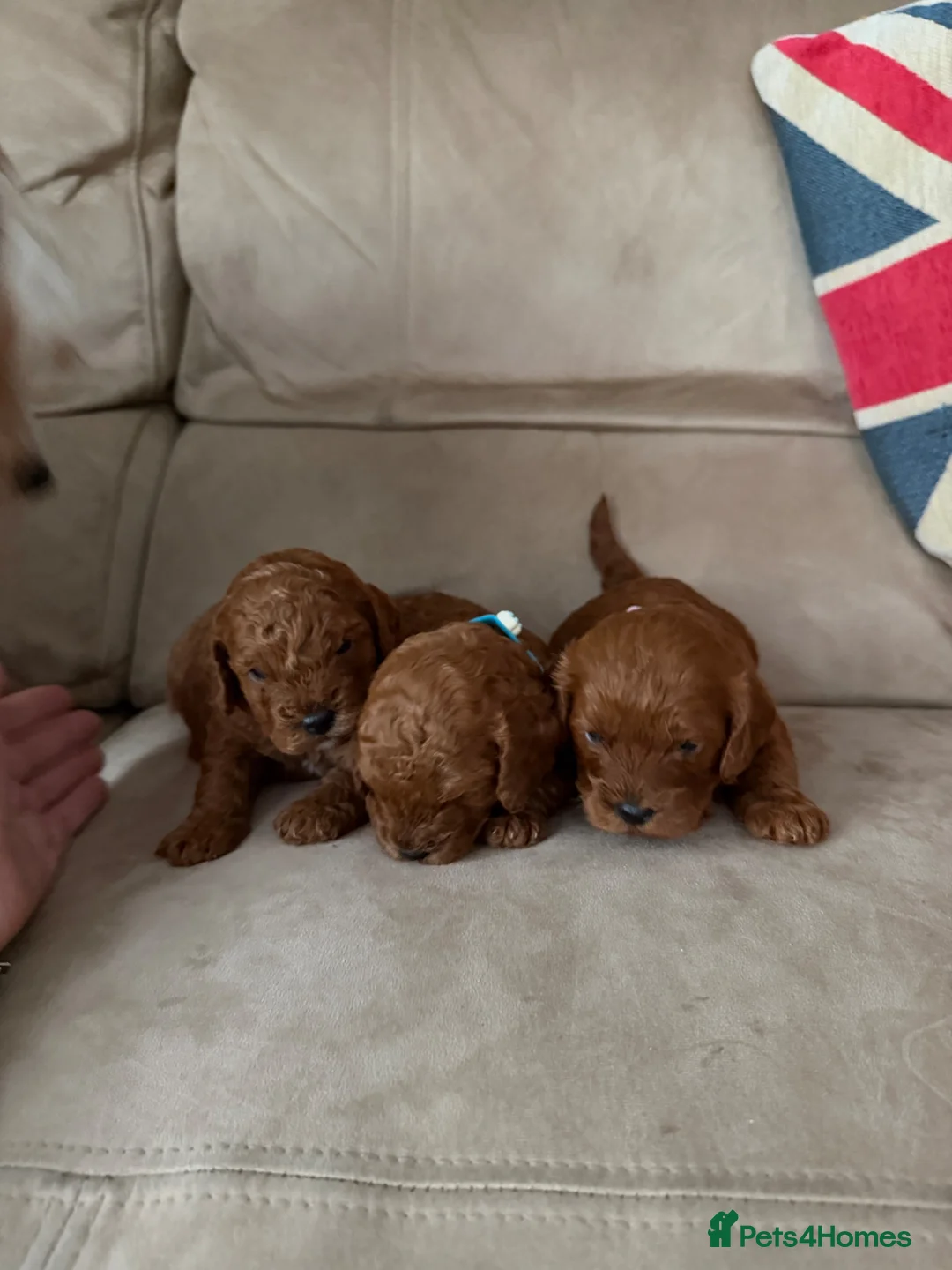 Cavapoo dogs for sale: Cavapoo puppies for sale  - Advert 2