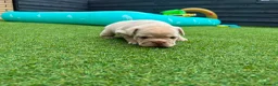 French Bulldog dogs for sale: Stunning French Bulldog Puppies in Norwich - Advert 2