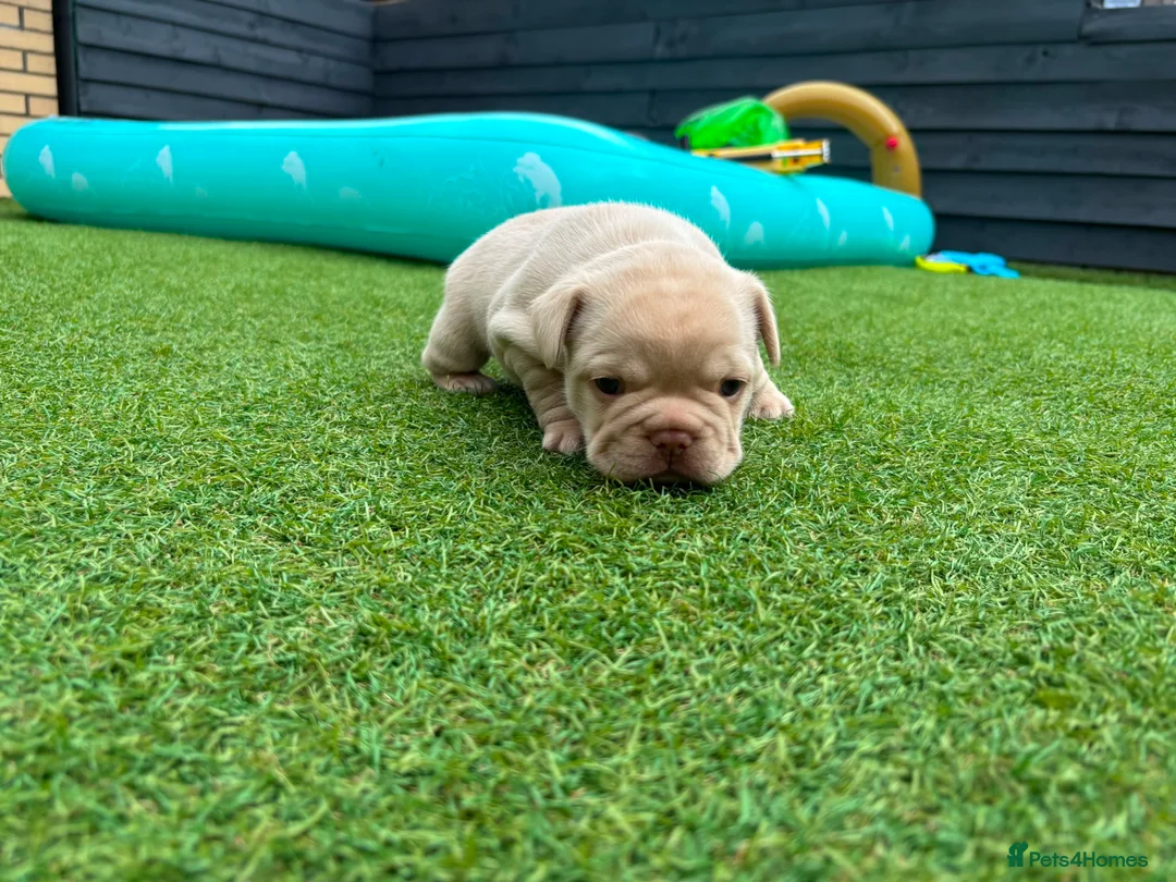 French Bulldog dogs for sale: Stunning French Bulldog Puppies in Norwich - Advert 2