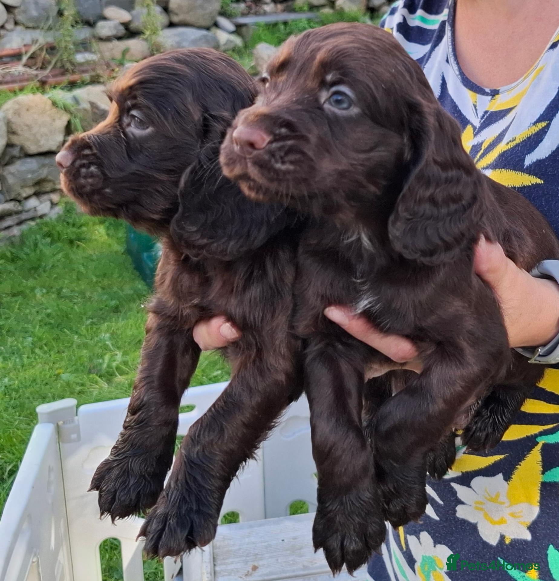 Cocker Spaniel dogs Cocker Spaniel puppies working line - Advert 8