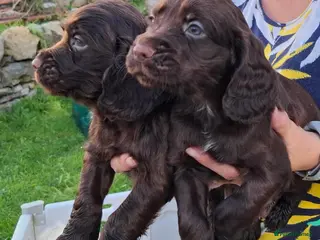 Cocker Spaniel dogs Cocker Spaniel puppies working line - Advert 1