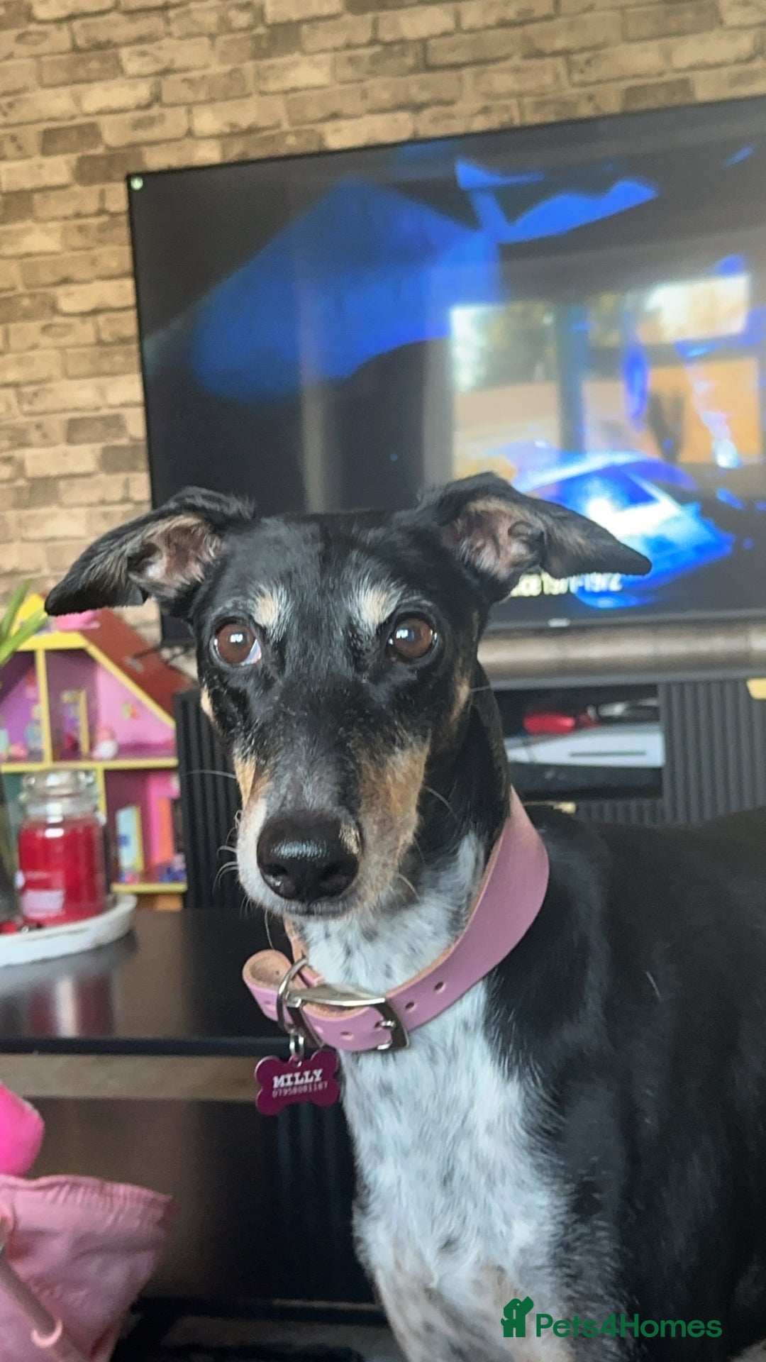 Mixed Breed dogs for sale: Milly  - Advert 1