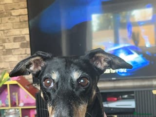 Mixed Breed dogs Milly - Advert 1