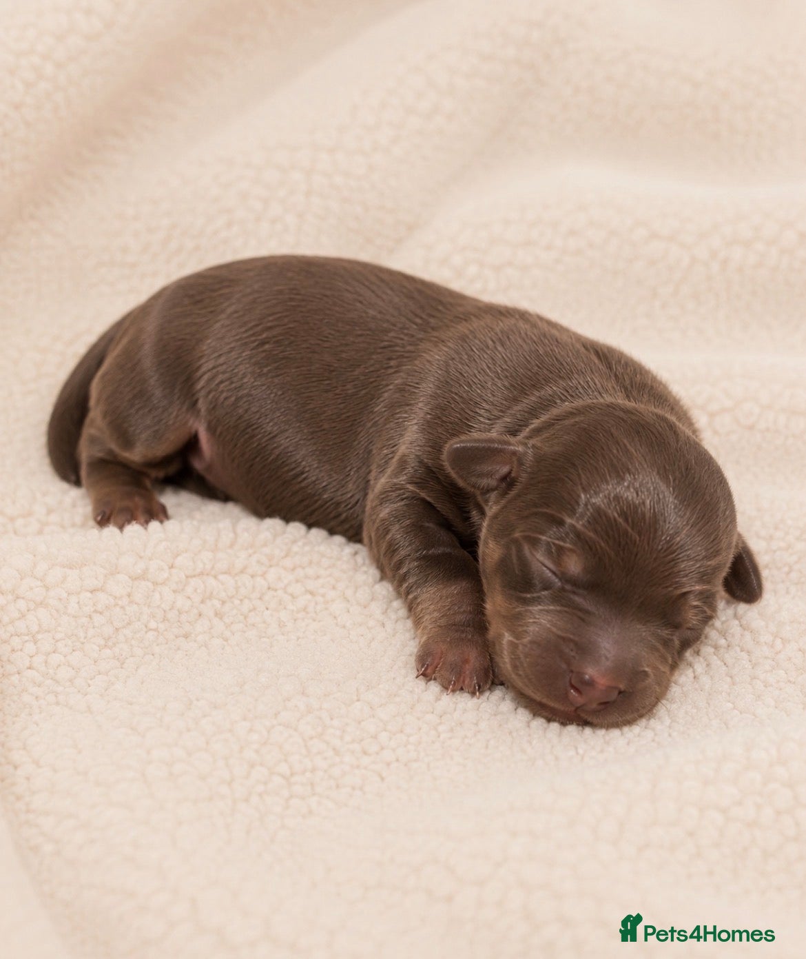 Miniature Dachshund dogs 👑⭐️Quality KC Miniature Dachshunds⭐️👑 - Advert 2