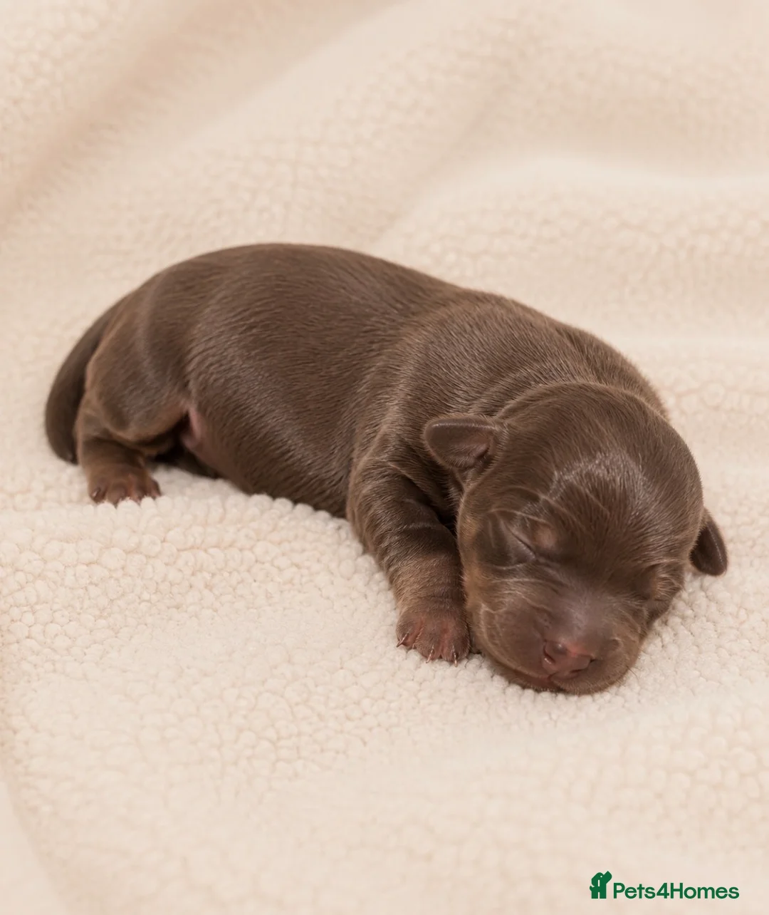 Miniature Dachshund dogs for sale: 👑⭐️Quality KC Miniature Dachshunds⭐️👑 - Advert 2