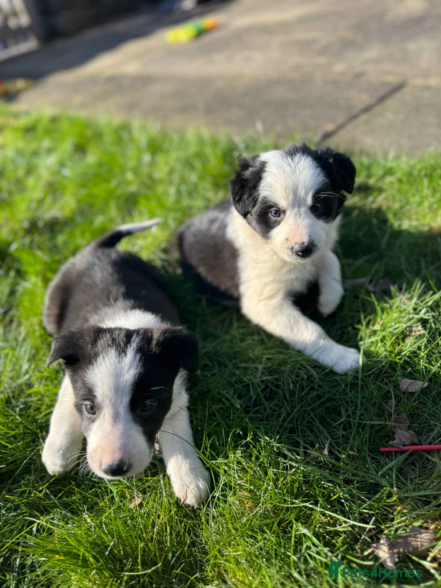 Border Collie dogs 🌟 Border Collie Puppies 🌟 - Advert 1