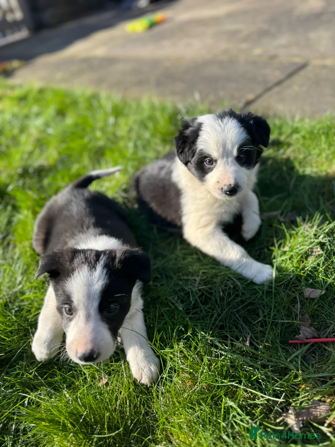 Border Collie dogs for sale: 🌟 Border Collie Puppies 🌟 in Skipton - Advert 1