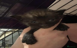 Mixed Breed cats for sale: Mixed kittens for sale  - Image 3