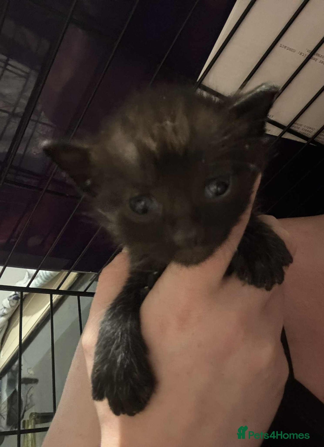 Mixed Breed cats for sale: Mixed kittens for sale  - Image 3