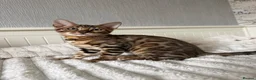 Bengal cats for sale: 🐆Exceptional Pedigree Bengal Kittens 🐆 - Advert 34