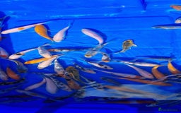Koi Carp fish for sale: 2 to 4 inch Mixed Koi Carp Fry: young pond fish - Image 20