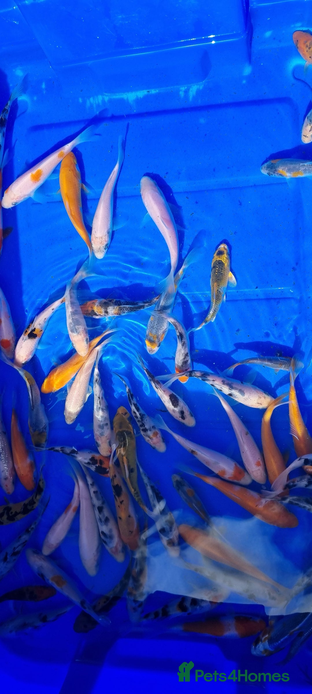 Koi Carp fish for sale: 2 to 4 inch Mixed Koi Carp Fry: young pond fish - Image 20