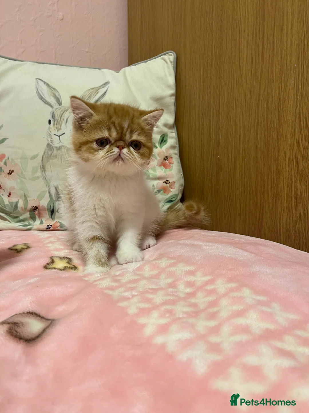 Exotic cats for sale: Exotic kittens  - Advert 26