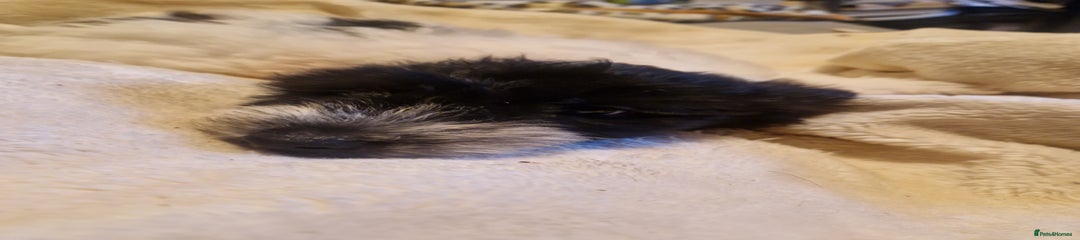 Jackapoo Puppy 1