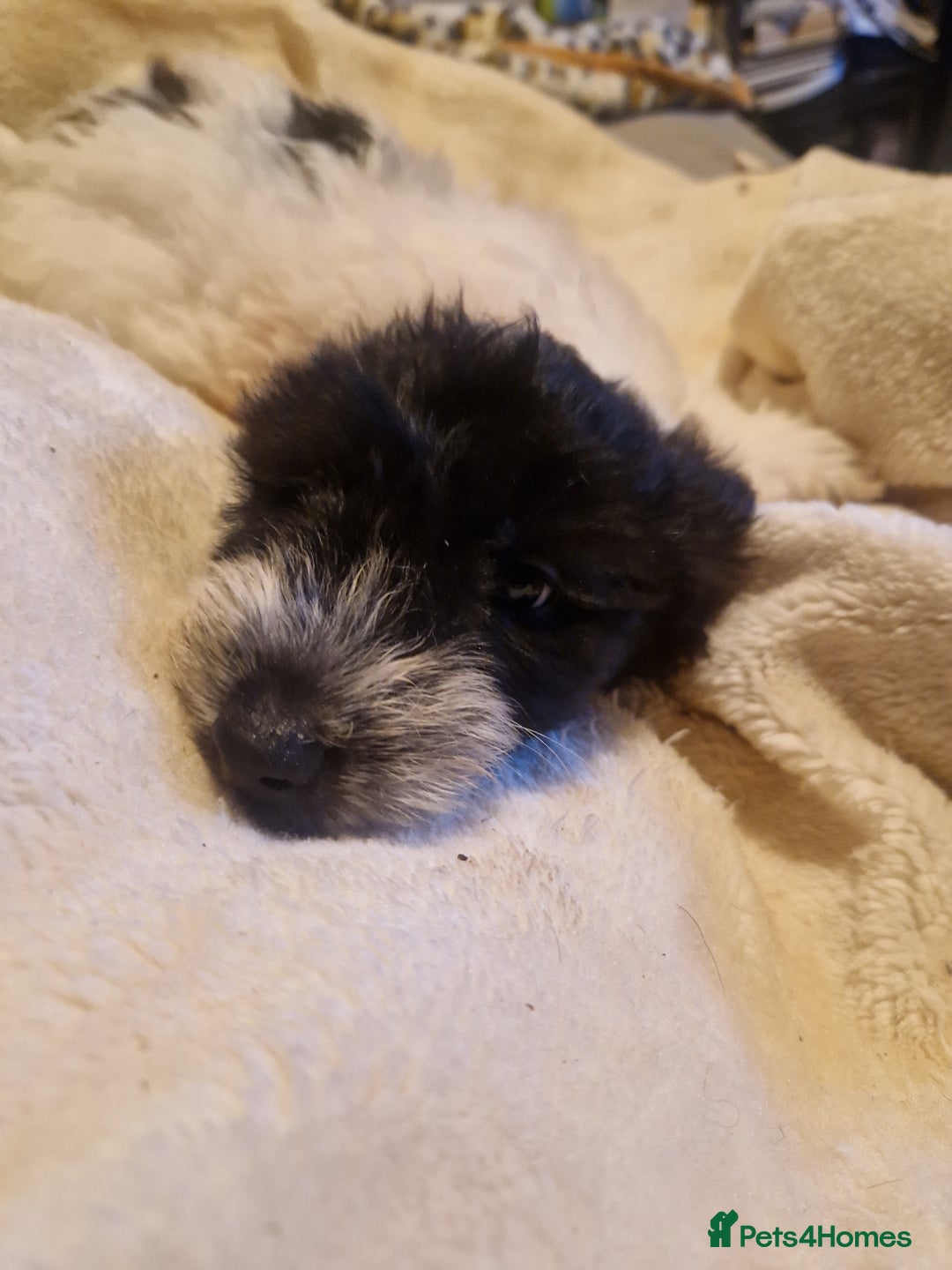 Jackapoo dogs for sale: Jack Russell mix - Image 1