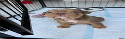 English Bulldog dogs for sale: KC Registered English Bulldogs in Liverpool - Advert 2