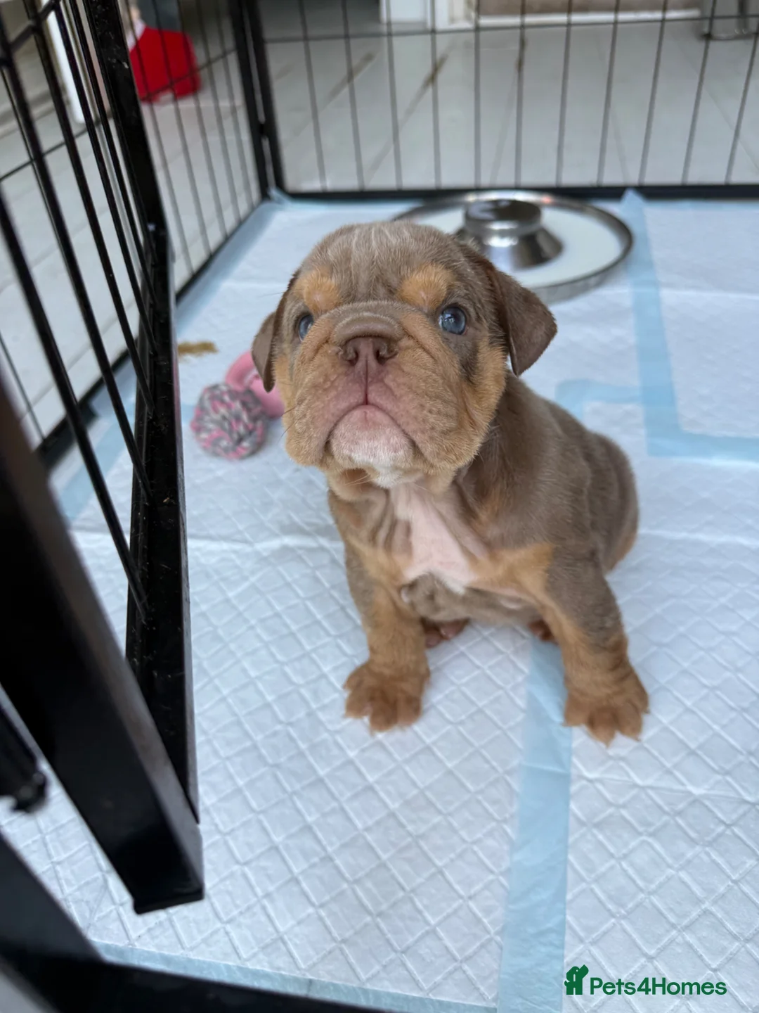 English Bulldog dogs for sale: KC Registered English Bulldogs in Liverpool - Advert 2