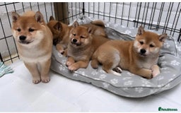 Japanese Shiba Inu dogs for sale: Beautiful KC Reg Japanese Shiba Inu Puppies - Image 7