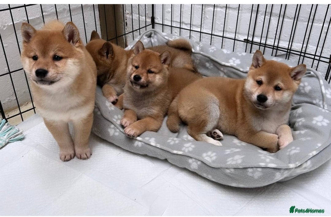 Japanese Shiba Inu dogs for sale: Beautiful KC Reg Japanese Shiba Inu Puppies - Image 7