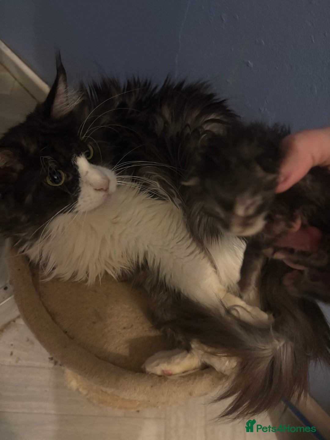 Maine Coon cats for sale: STUNNING SILVER MAINE COON BOYS  - Advert 5