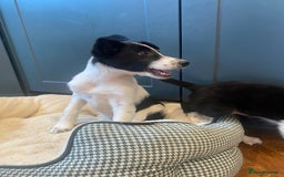 Border Collie dogs for sale: Gorgeous Sheep Dog Pups  - Image 14