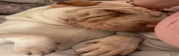 Shar Pei dogs for sale: Shar-pei in Washington - Advert 19