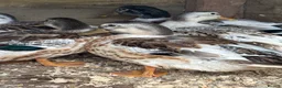 Ducks poultry for sale: Silver applebees  - Advert 2
