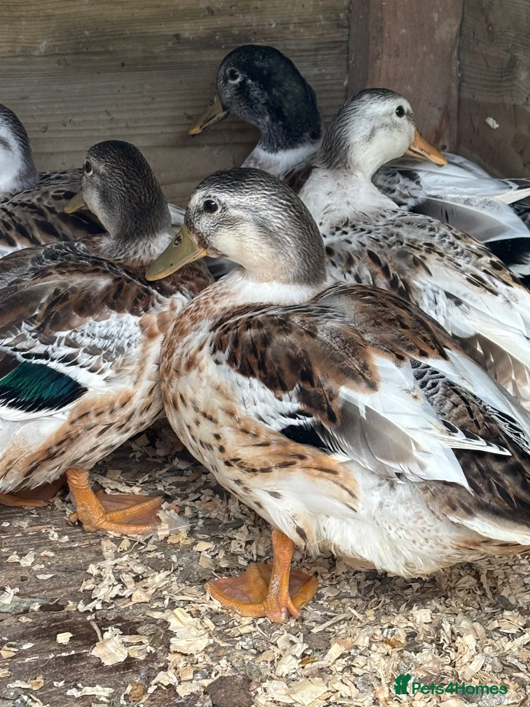 Ducks poultry for sale: Silver applebees  - Advert 2
