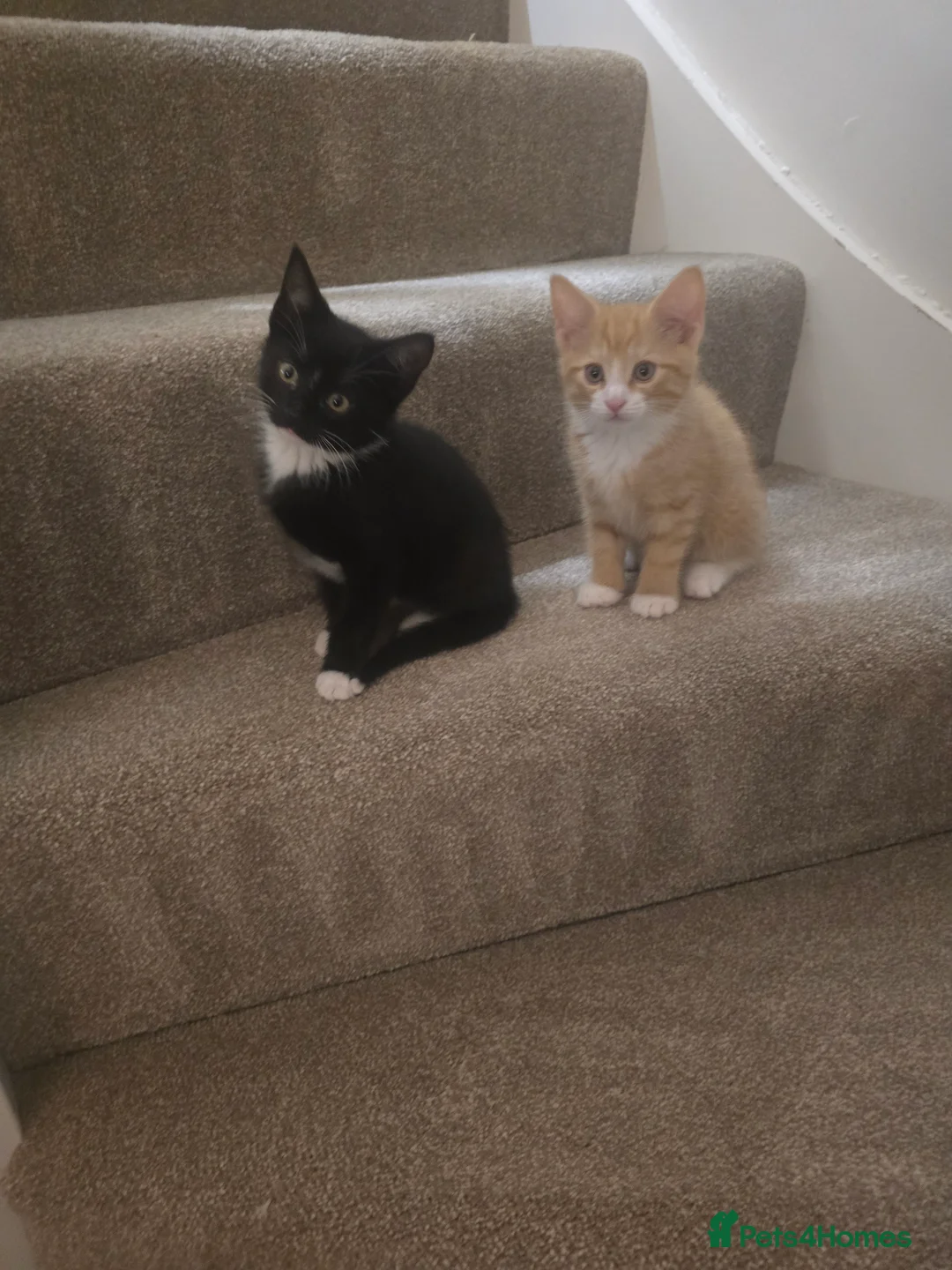 Mixed Breed cats for sale: Adorable Kittens (tri colour/ginger/tuxedo) Ready in Sheffield - Advert 2