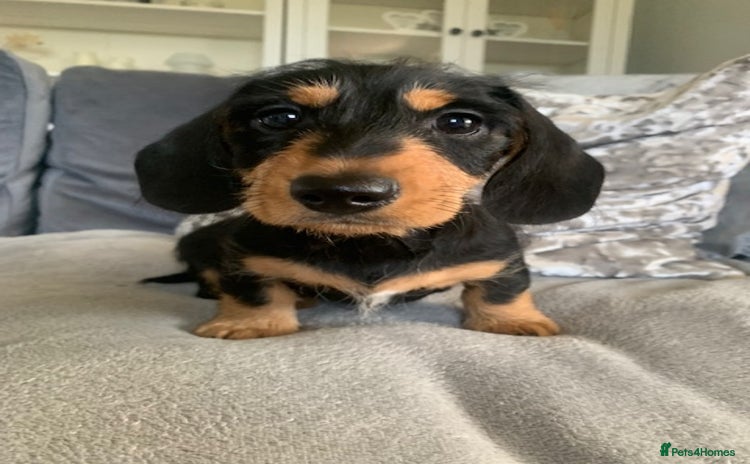 Miniature Dachshund dogs - Advert 2