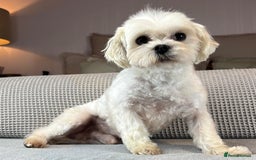 Maltese dogs for sale: 18 month old KC Maltese boy  - Image 4