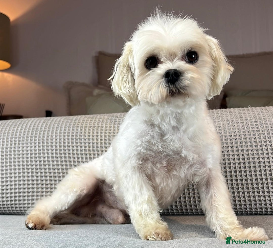 Maltese dogs for sale: 18 month old KC Maltese boy  - Image 4