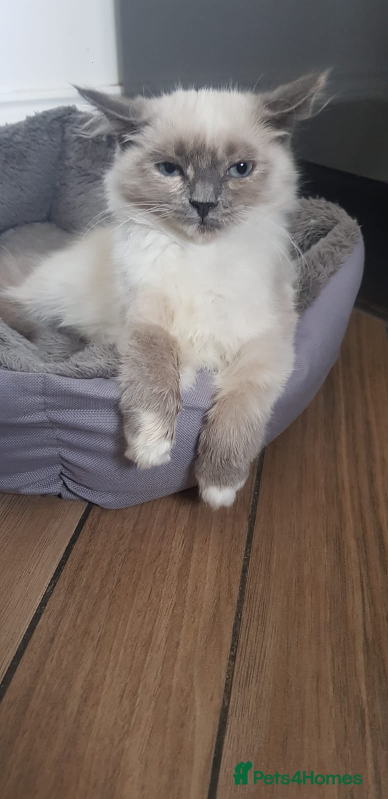 Siberian cats Beautiful Siberian Neva Masquerade kitten in Wellingborough - Advert 11