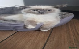 Siberian cats for sale: Beautiful Siberian Neva Masquerade kitten in Wellingborough - Image 1