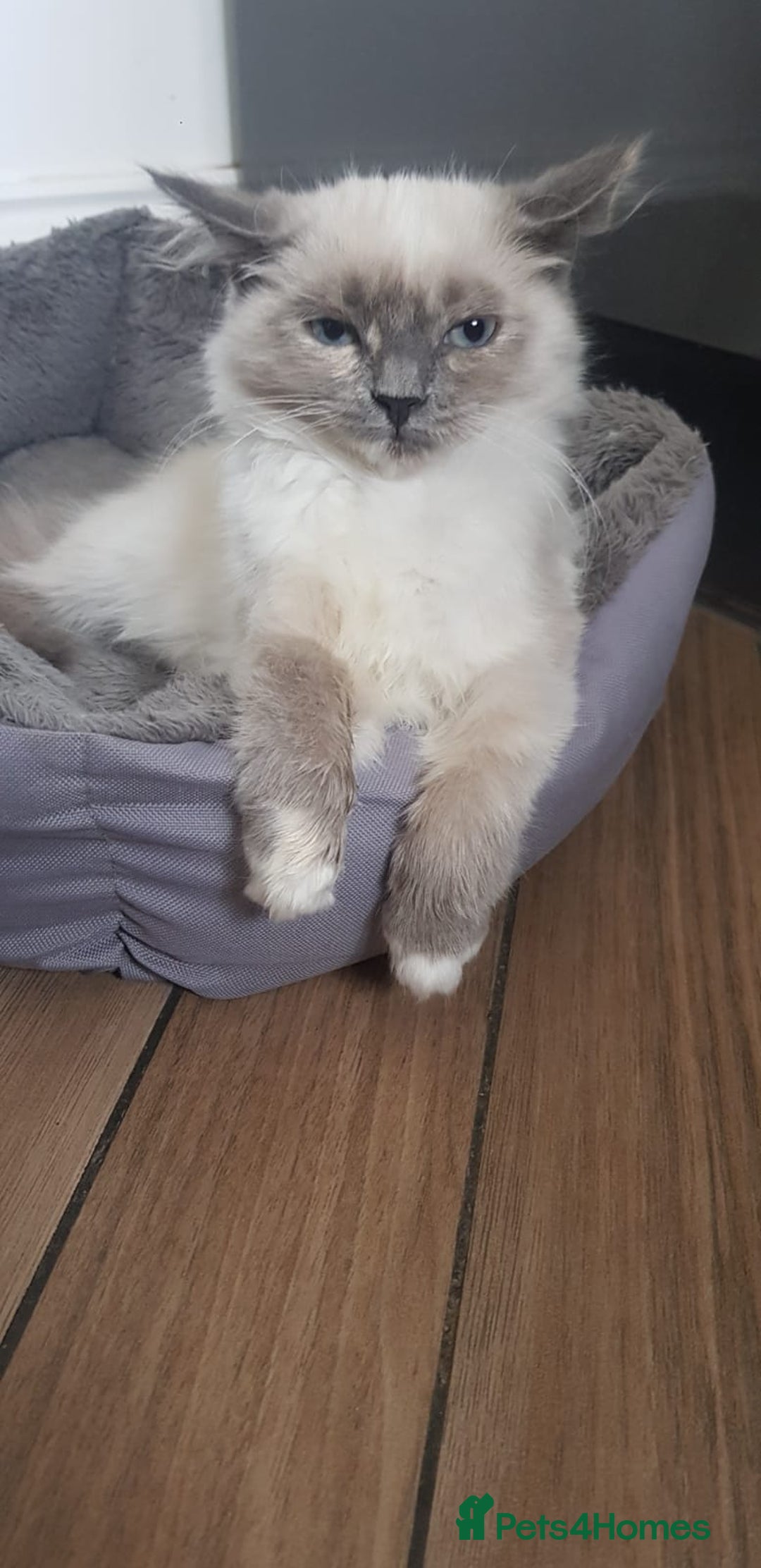 Siberian cats for sale: Beautiful Siberian Neva Masquerade kitten in Wellingborough - Image 1