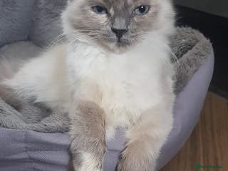 Siberian cats Beautiful Siberian Neva Masquerade kitten in Wellingborough - Advert 9