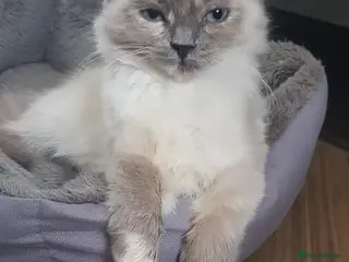 Siberian cats Beautiful Siberian Neva Masquerade kitten in Wellingborough - Advert 4