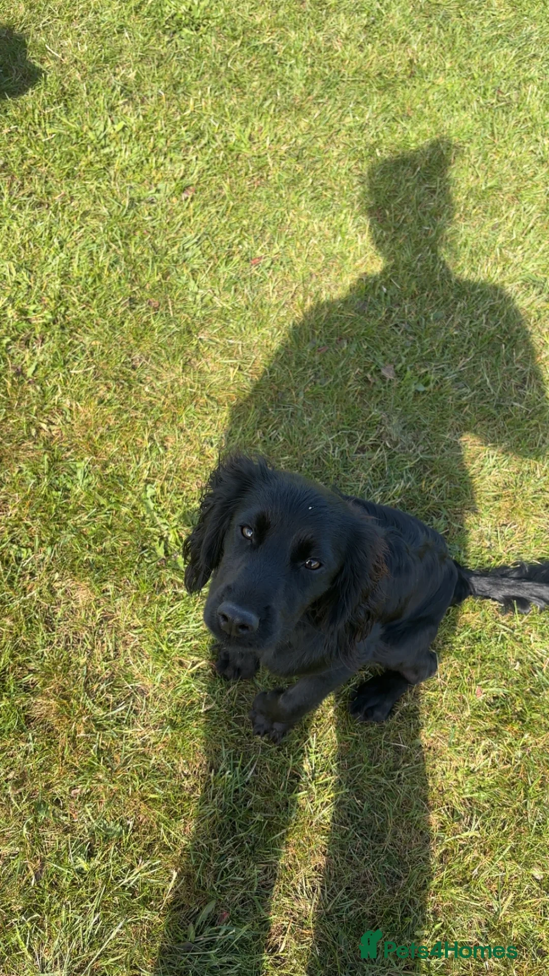 Cocker Spaniel dogs for sale: Dug the working cocker spainiel - Advert 2
