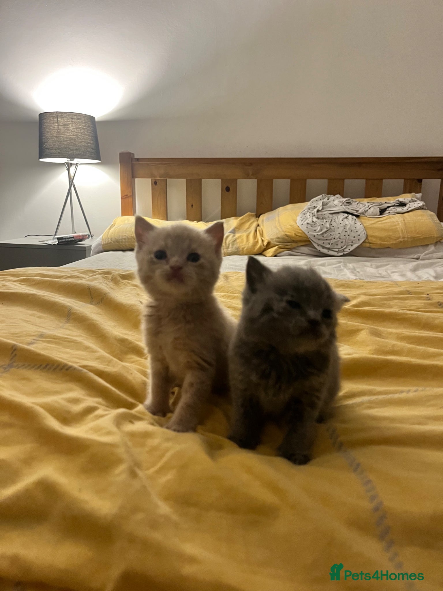 British Shorthair cats 2 male British short hair kittens  - Advert 20